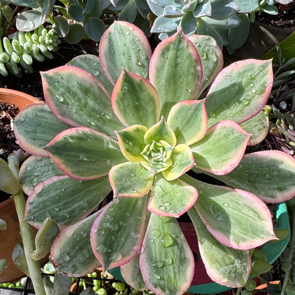 Aenoium Sunburts
